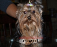 teacup yorkie